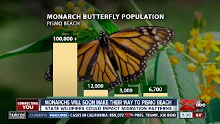 Monarchs will soon make their way to Pismo Beach