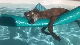 Dog lies on floaties while chilling in the pool