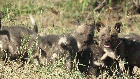Incredible Number Of African Wild Dog Pups Burst Out Of Den