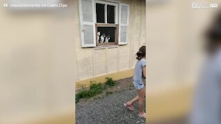 Trio of cats mesmerized by children playing with ball