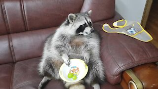 Pet raccoon eats tasty treats while sitting on the couch