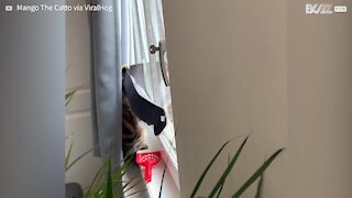 Cat spies on street while slumbering in window hammock