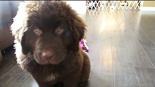 Newfoundland puppy training results in total epic fail
