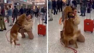 Pup ecstatic to be reunited with owner after 3 months apart