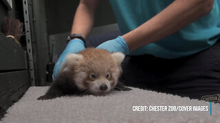 Adorable Red Panda Twins First Health Check-Up