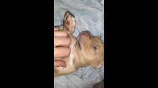Pitbull puppy cute😍