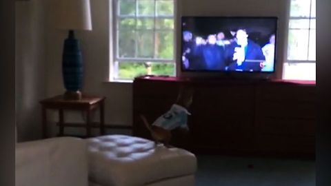 This Compilation Of Clips Shows That Dogs Love TV More Than You Do