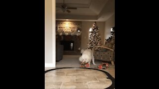 Dog Does NOT Like Christmas Decoration!
