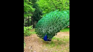 open peacock nature wonders