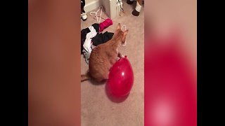 Kitty vs Balloon