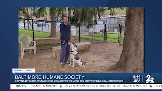 Kaden the dog is up for adoption at the Baltimore Humane Society