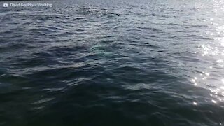 Baleias interagem com barco de mergulhadores