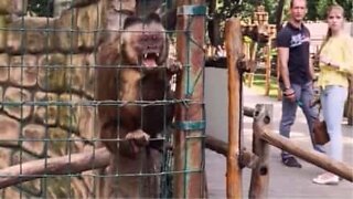 Gå inte för nära då du ska fota en apa!