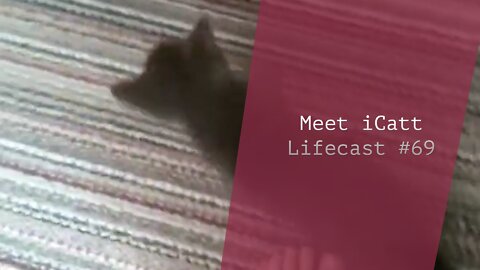 A New Friend: Meet iCatt | Lifecast #69
