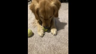 Golden Retriever loves tennis balls
