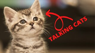 Cats talking !! these cats can speak english better than you