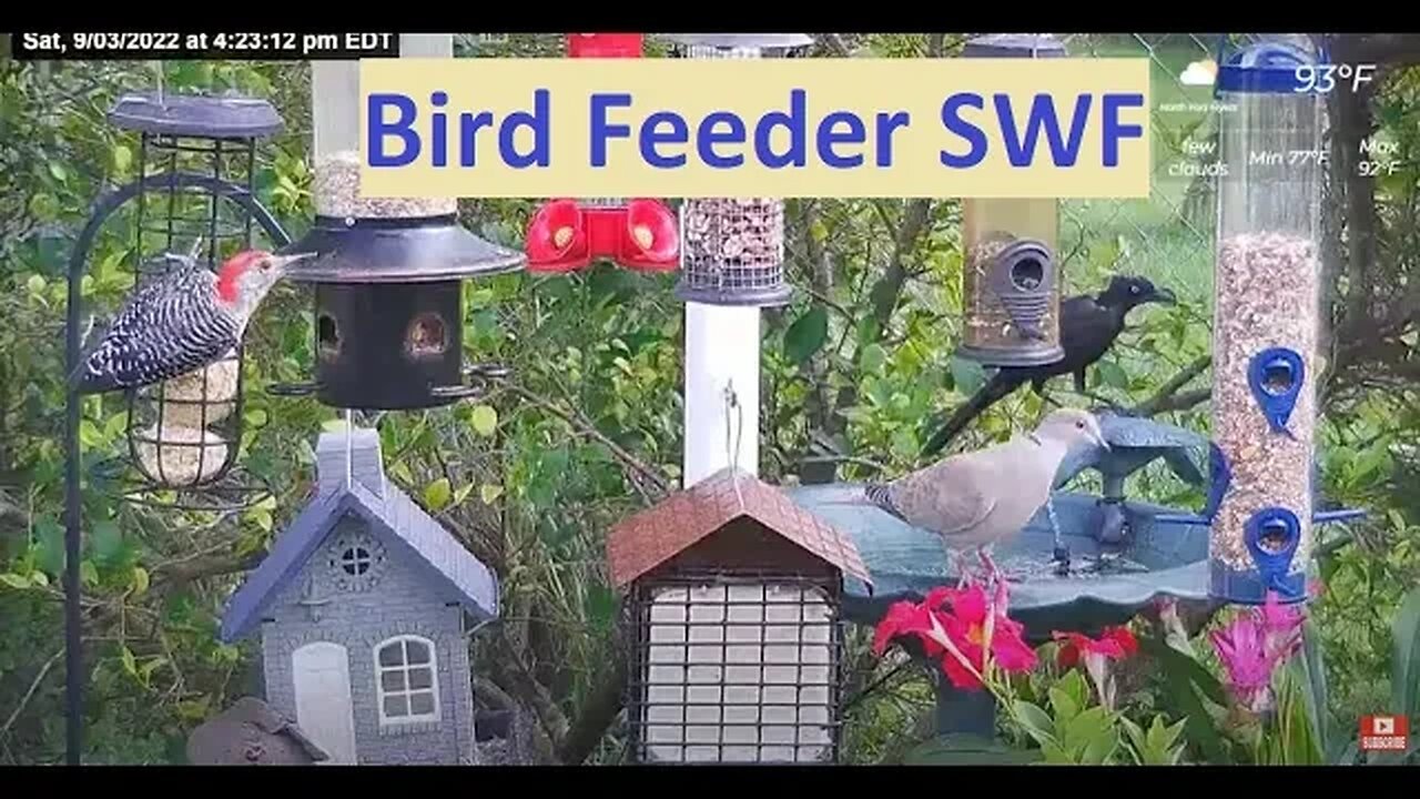 Florida Bird Feeder Live Camera HD Red Bellied, Cardinal, Painted