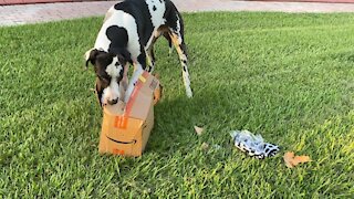 Great Dane attempts to deliver package, decides to open it instead
