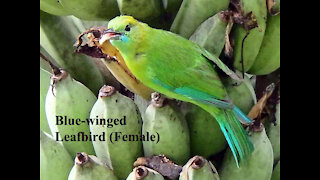 Blue-winged Leafbird (female) bird video