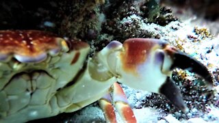 Crab steals a GoPro and makes a movie in his lair