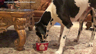 Great Dane Loves To Clean Out The Vanilla Ice Cream Tub