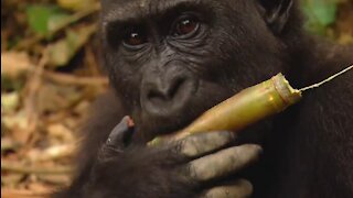 What Kids Should Know About GORILLA