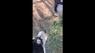 A horse and his husky best friend chomp on tasty hay together