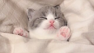 video how a little kitten sleeps