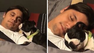 Adorable little puppy preciously snuggles with his owner