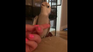 Parrot sings while getting tummy scratches