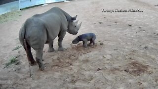 Endangered black rhino calf takes first wobbly steps