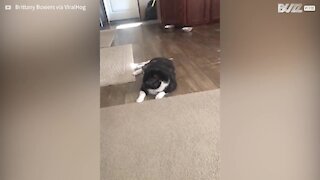 Cat goes crazy with cotton swabs