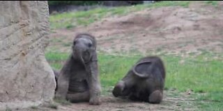 Cute baby elephants play in the zoo