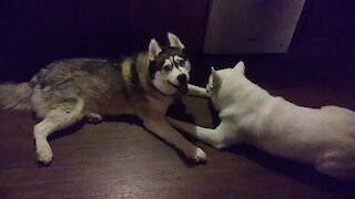 Cute husky plays and cuddles with puppy