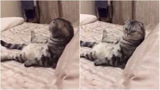 Cat watches TV like a human