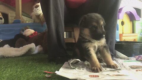 German Shepherd puppy service dog learns how to pick up keys