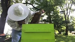 S2E37. Hive #2 June 29 2019 OTS Split, Shook Swarm