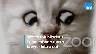 Watch this hilarious Zoom mishap turn a lawyer into a cat