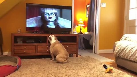 Horror-loving bulldog comes running for scary movie time