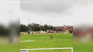 Cheeky kangaroo invades pitch during football game in Australia