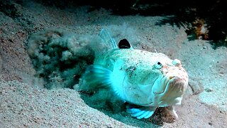 Stargazer fish in Indonesia is a small "monster" of the deep