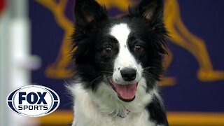 Watch 5 of the best WKC Dog Show moments to celebrate National Puppy Day | FOX SPORTS, FOX Sports