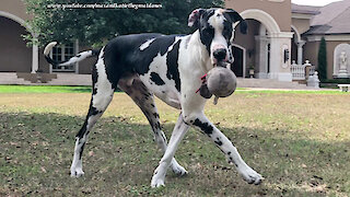 Happy Great Dane Loves To Show Off His Favorite Toy