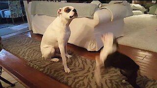 Energetic puppy really wants to play with bigger dog