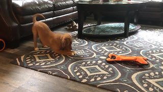 Sweet puppy preciously plays with ice cube