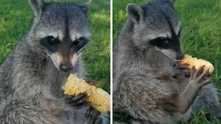 Cute raccoon enjoys tasty corn on the cob
