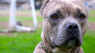 You Won't Believe What This Pit Bull Has Gone Through! Please share.