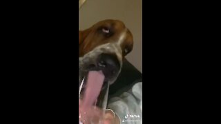 Hound dog uses incredibly long tongue to drink water
