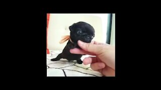 Cute Little Black Puppy