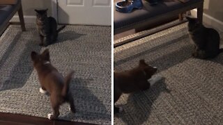 Farm puppy tries to herd cat with predictable results